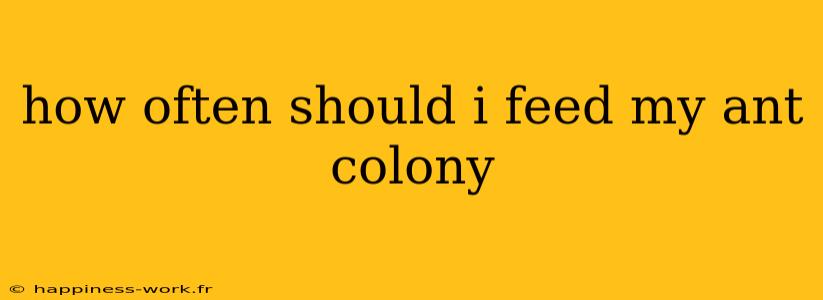 how often should i feed my ant colony